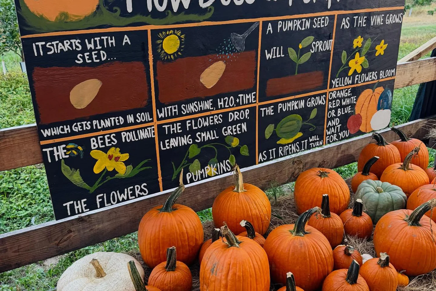Pumpkin Ponderosa no Showcase of Citrus em Clermont