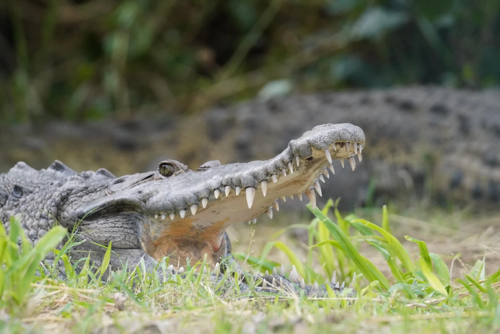 Gatorpalooza 2025: Florida’s Wildest Festival
