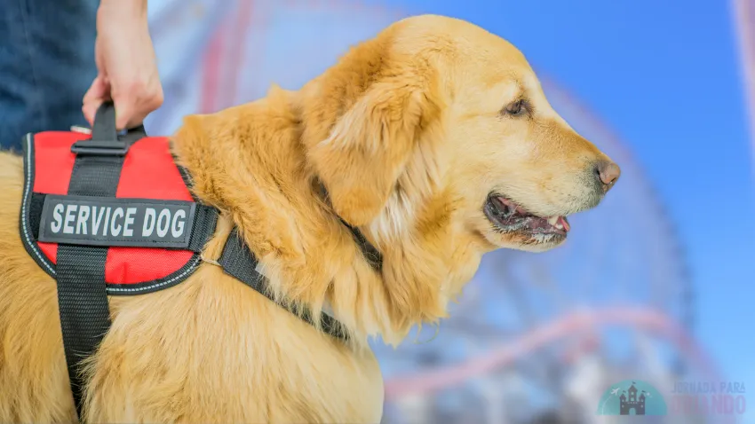 A man holds his dog guide with an amusement park in the background