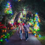 Visitantes caminham por trilha iluminada do Harry P. Leu Gardens durante o evento natalino Dazzling Nights em Orlando
